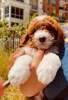 Brown and White Poodle