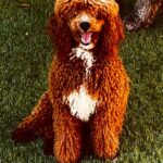 Tabasco Mini AKC Stud Poodle