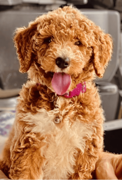 Goldendoodle F1bb