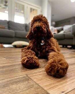 Brown Poodle with Necklace on the Floor