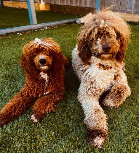 Tabasco Red AKC Mini Stud Poodle with Josie Mini Labradoodle F1b