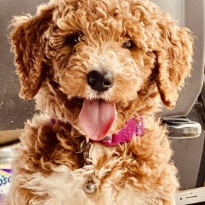 Golden doodle Puppy Logo