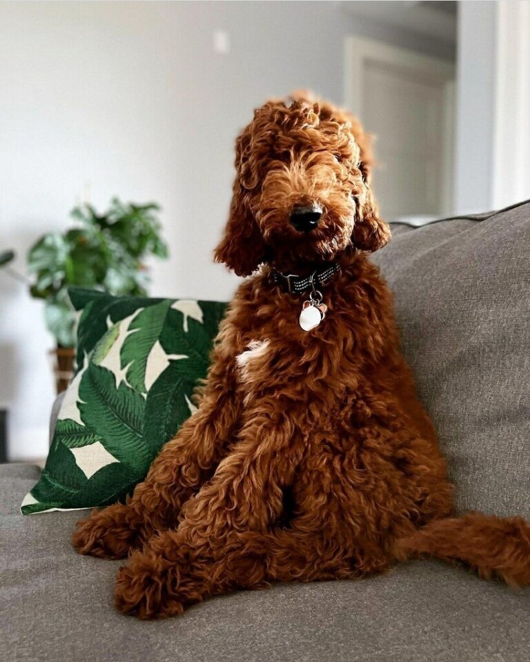 Brown Poodle with Necklace