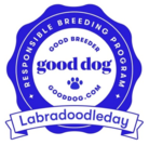 LabradoodleDay