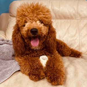 goldendoodleday (87)