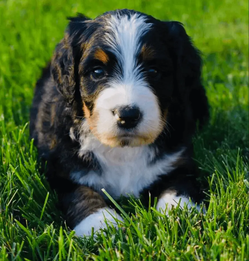 bernedoodle-enjoying-little-grass-time-min