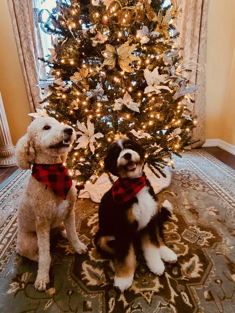 Bernedoodle Goldendoodle next to christmas tree
