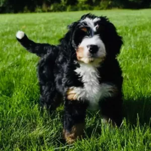 bernedoodle-playing-at-the-park-grass-min