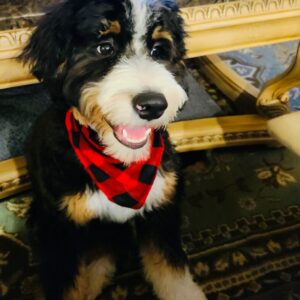 Bernedoodle seating-by-coffee table