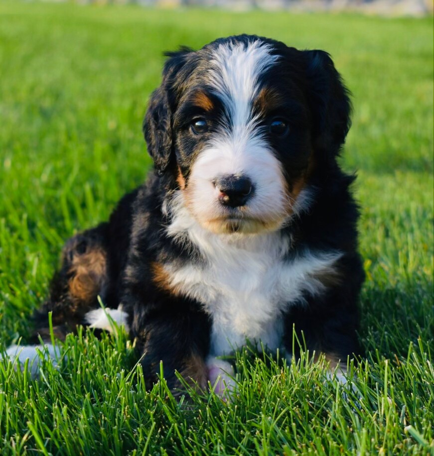 bernedoodle-seating-on-a-grass