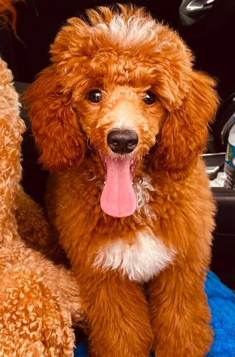 tabasco-golden-doodle