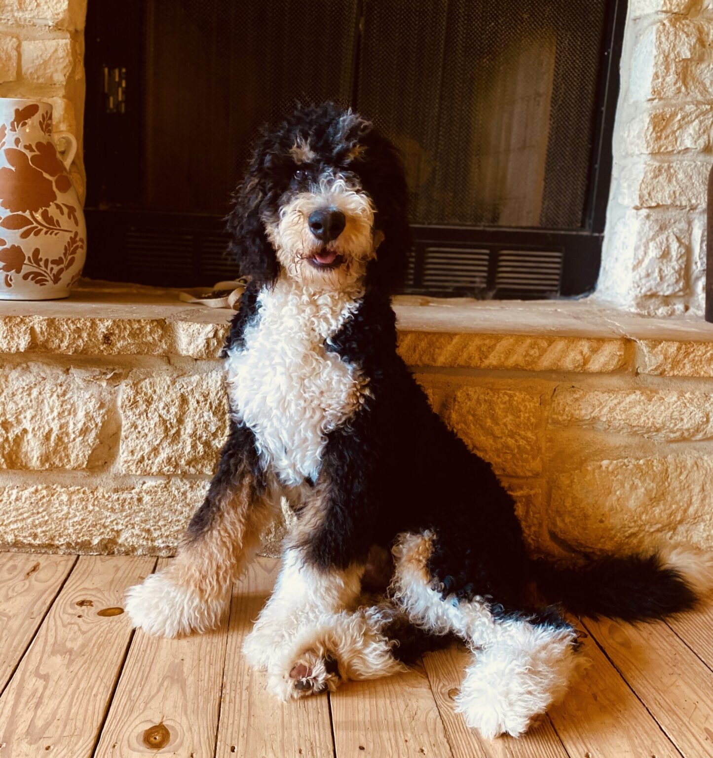 white-chocolate-bernes-mountain-dog-seating-by-fireplace