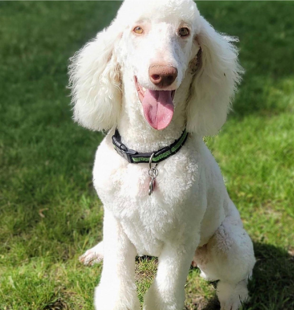 white-poodle-posing-on-grass