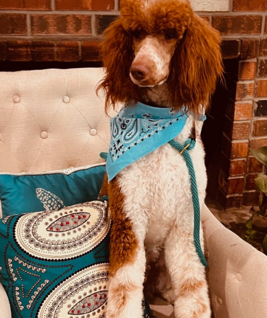 Sir-Lancelot-AKC-Certified-Poodle-1284-1740