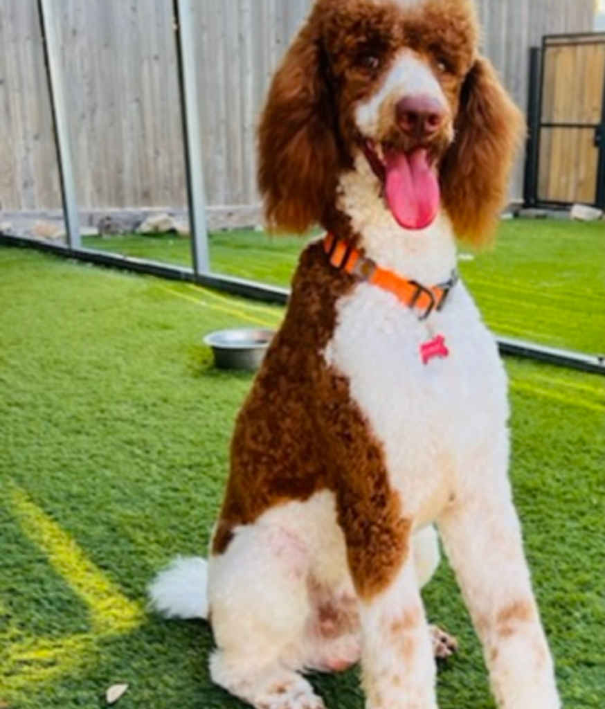 Sir-Lancelot-Certified Poodle seating-on-grass