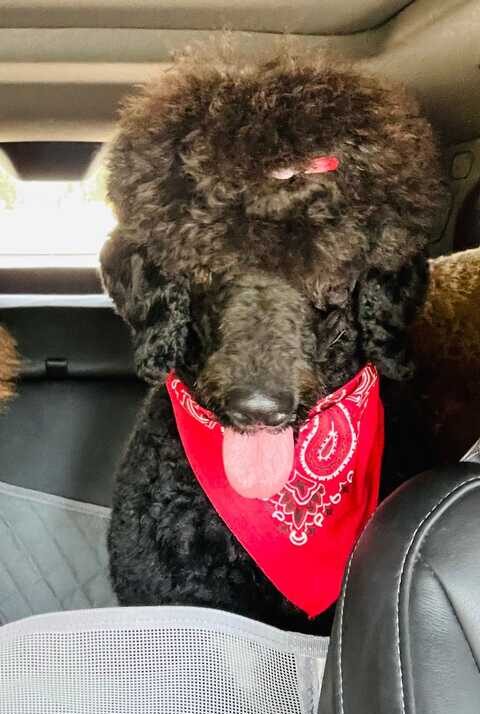 becky-labradoodle