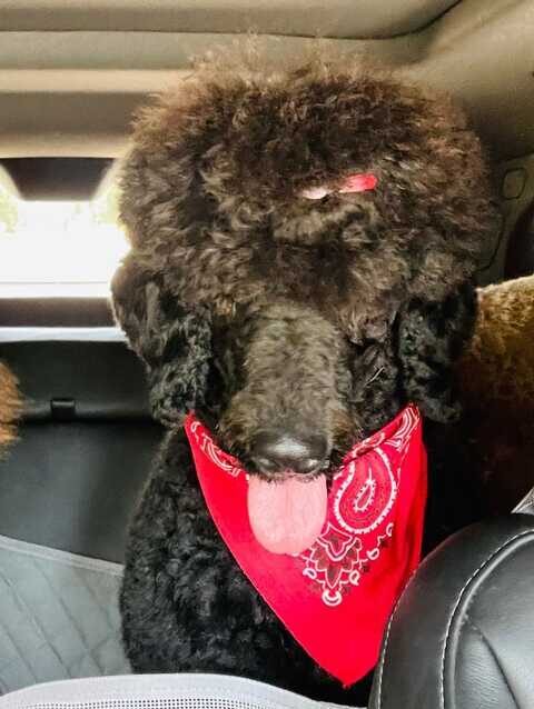 becky-labradoodle