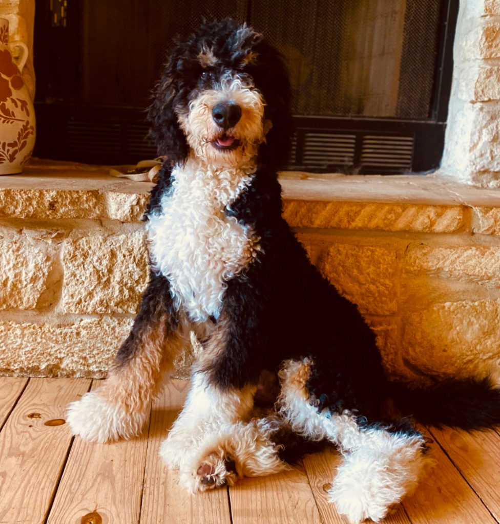 jake-standard-bernedoodle-F1b-by-fireplace