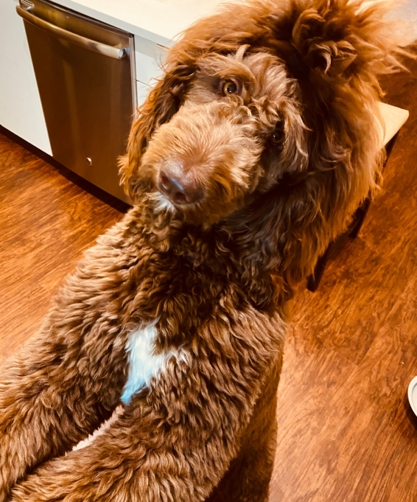 scarlett-Australian Labradoodle standing up