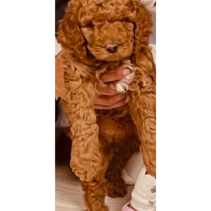 sheila-tabasco-puppy-1
