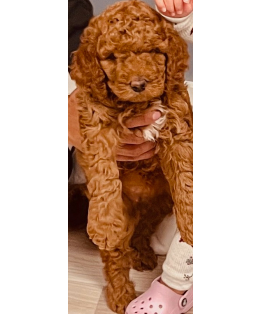 sheila-tabasco-puppy-1