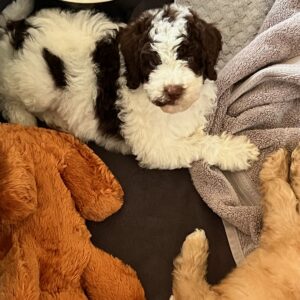 Becky-sir-lancalot-litter-11