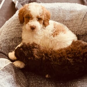 Becky-sir-lancalot-litter-apricot-white-mix-1