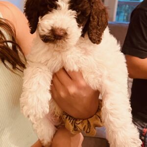 Becky-sir-lancalot-litter-black-and-white-party-mix-1