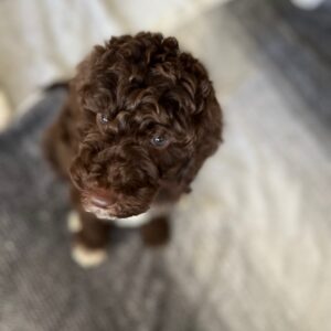 Becky-sir-lancalot-litter-chocolate-7