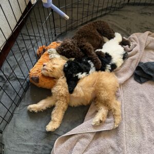 Becky-sir-lancalot-litter-chocolate-white-black-party-mix-1