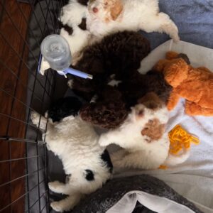 Becky-sir-lancalot-litter-chocolate-white-black-party-mix