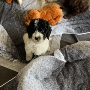 Becky-sir-lancalot-litter-chocolate-white-black-party-mix-4