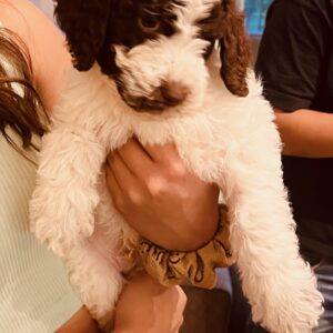 Becky-sir-lancalot-litter-white-black-party-mix
