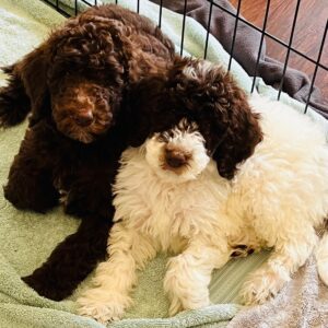 Becky-sir-lancalot-litter-white-black-party-mix-chocolate-1