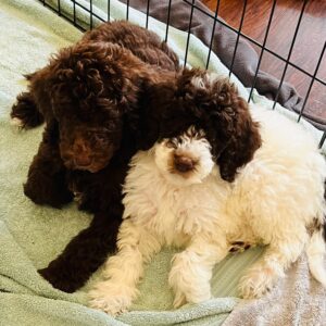 Becky-sir-lancalot-litter-white-black-party-mix-chocolate-2