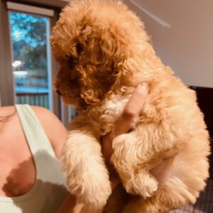 Miami-sir-lancalot-litter-apricot-1