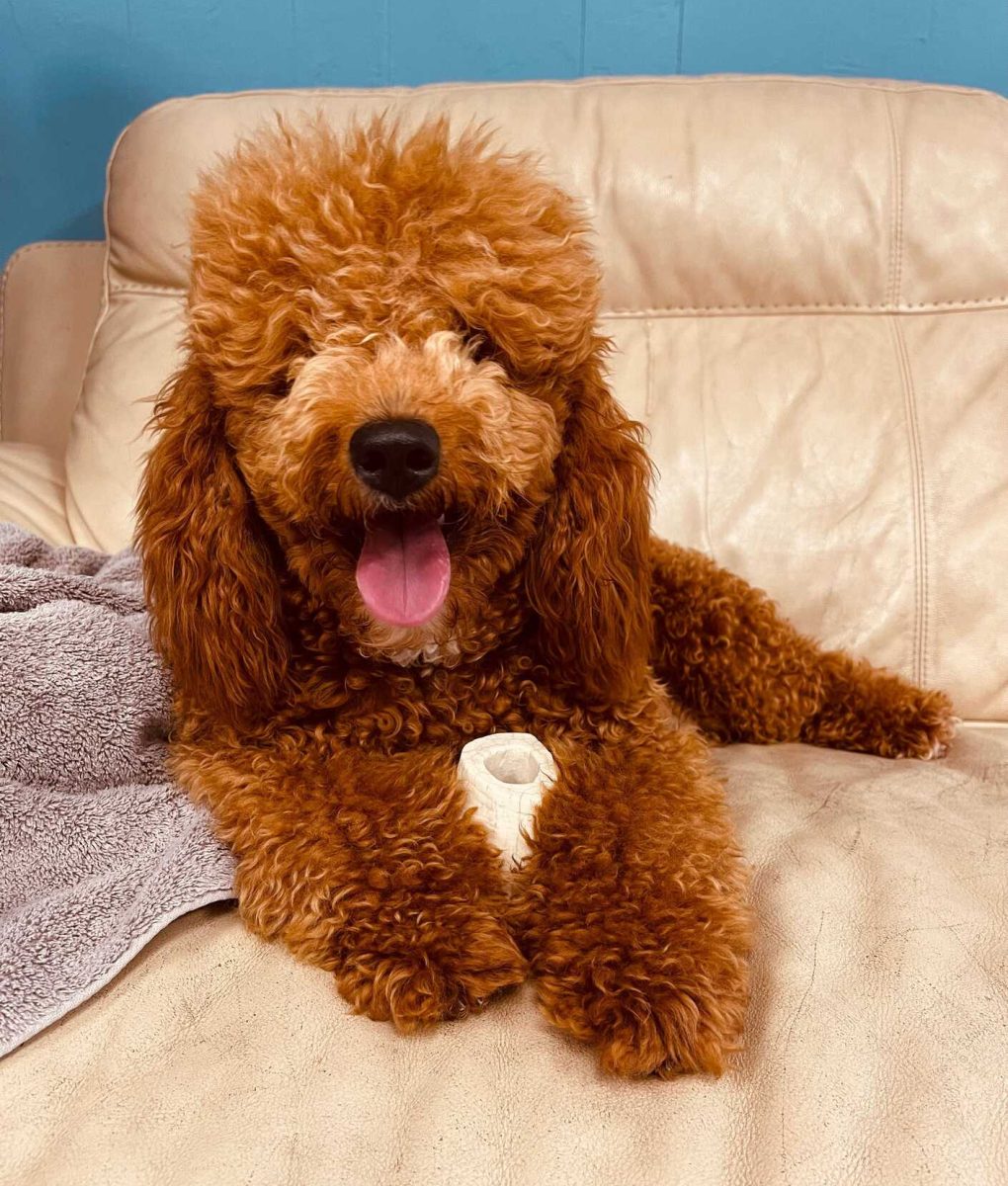 goldendoodleday (87)