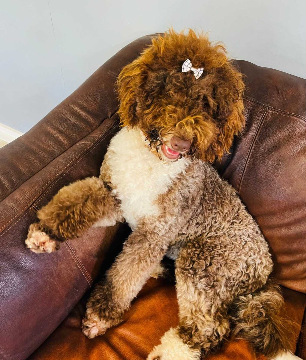 goldendoodleday (88)