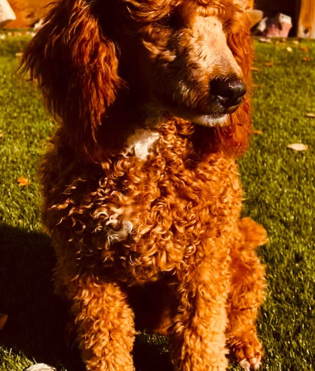 goldendoodleday (91)
